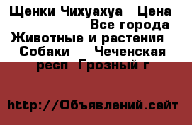 Щенки Чихуахуа › Цена ­ 12000-15000 - Все города Животные и растения » Собаки   . Чеченская респ.,Грозный г.